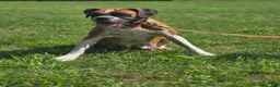 Boxer dogs for sale: Beverly - Ad 7