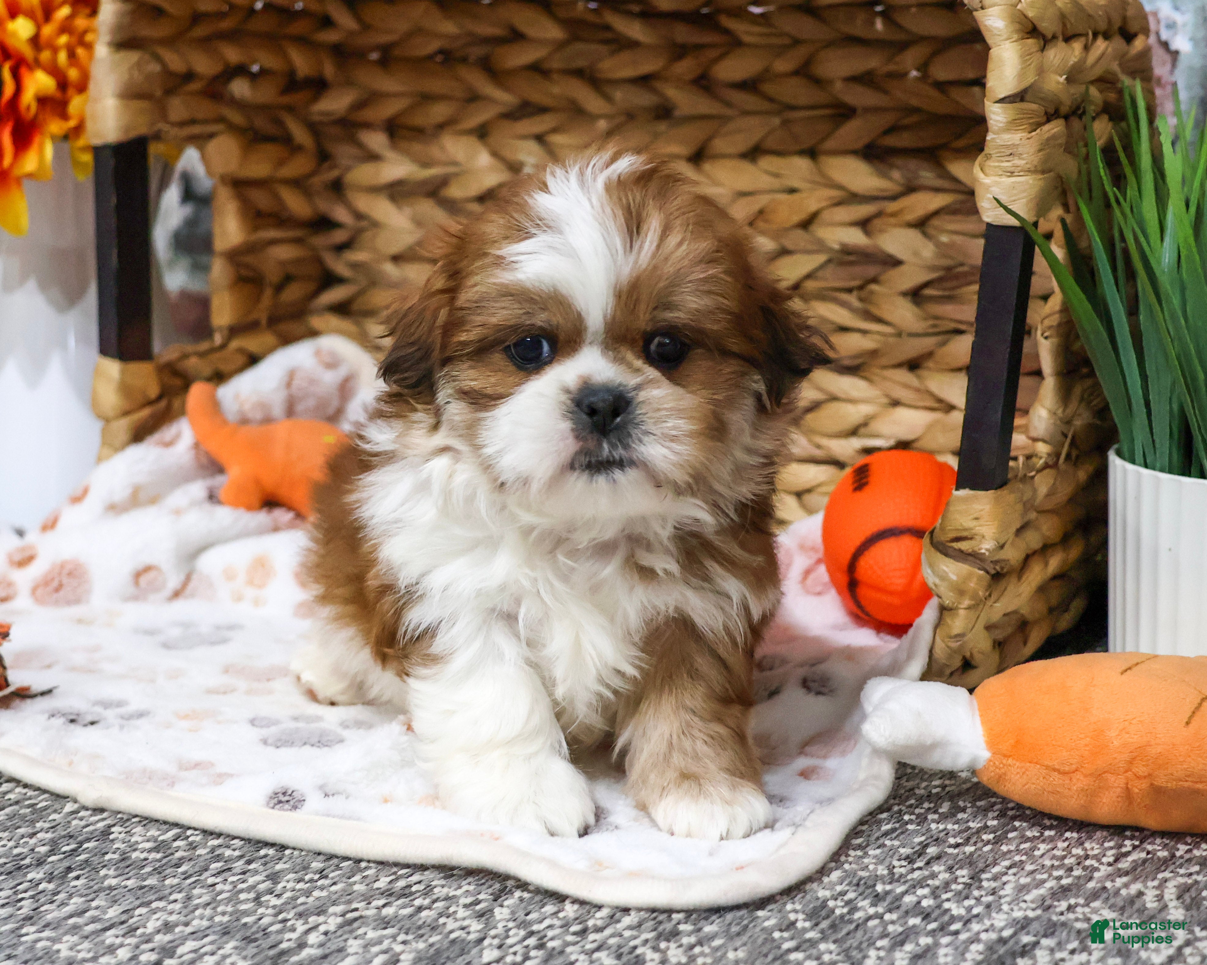 Shih Tzu dogs for sale: Scarecrow - Ad 1