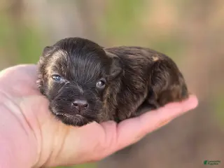 Maltipoo dogs Nuria - Ad 32