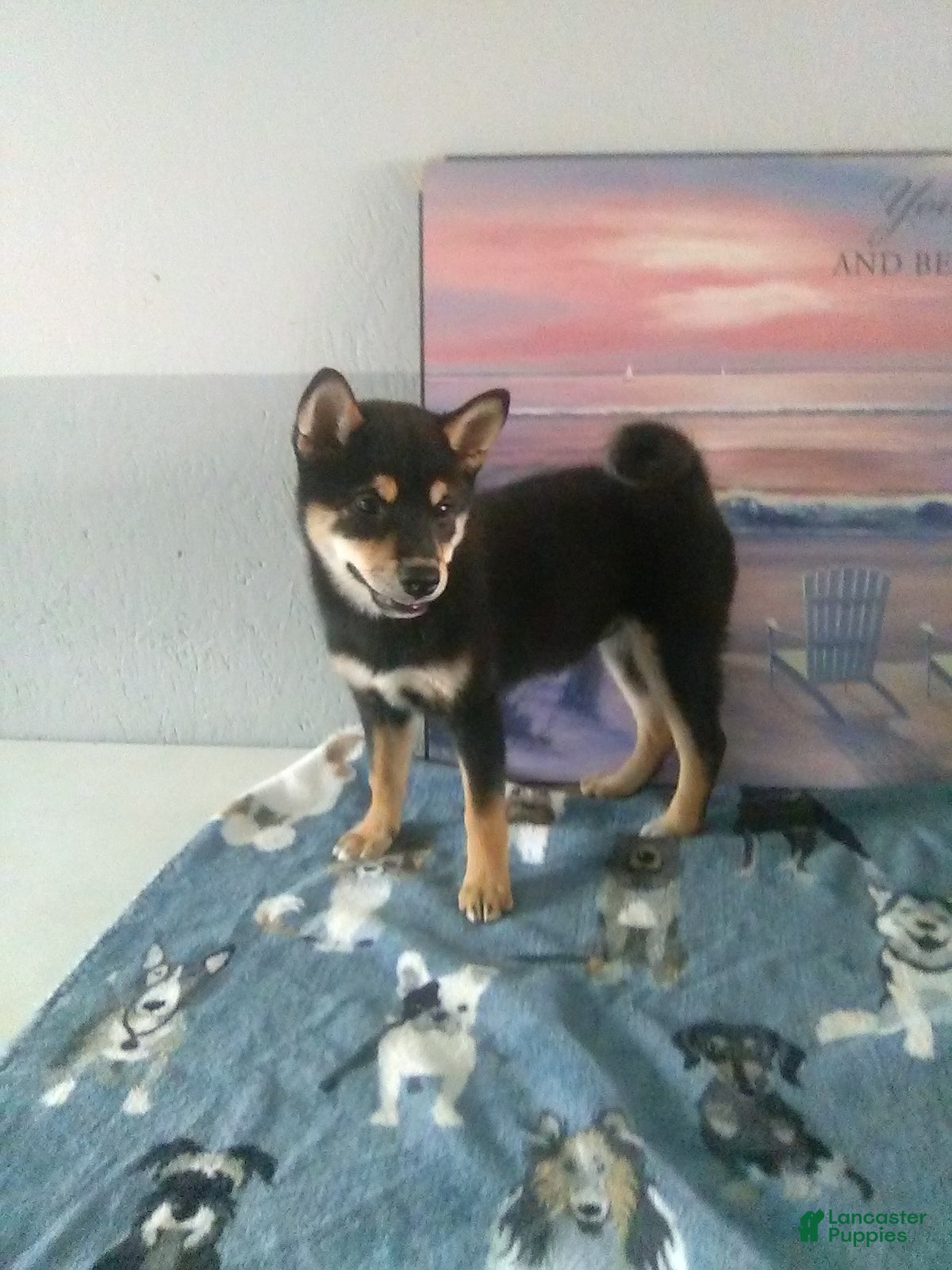 Shiba Inu dogs Bethany - Ad 1