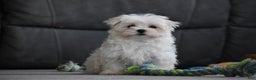 Maltese dogs for sale: Skye - Ad 10