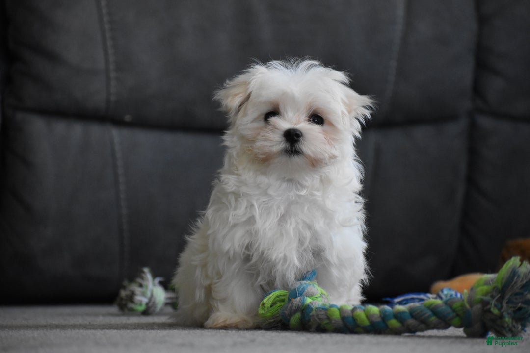 Maltese dogs for sale: Skye - Ad 10