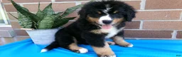 Bernese Mountain Dog dogs for sale: Teresa - Ad 6