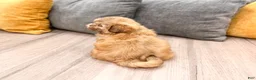 Shih Tzu dogs for sale: Jenny - Ad 5