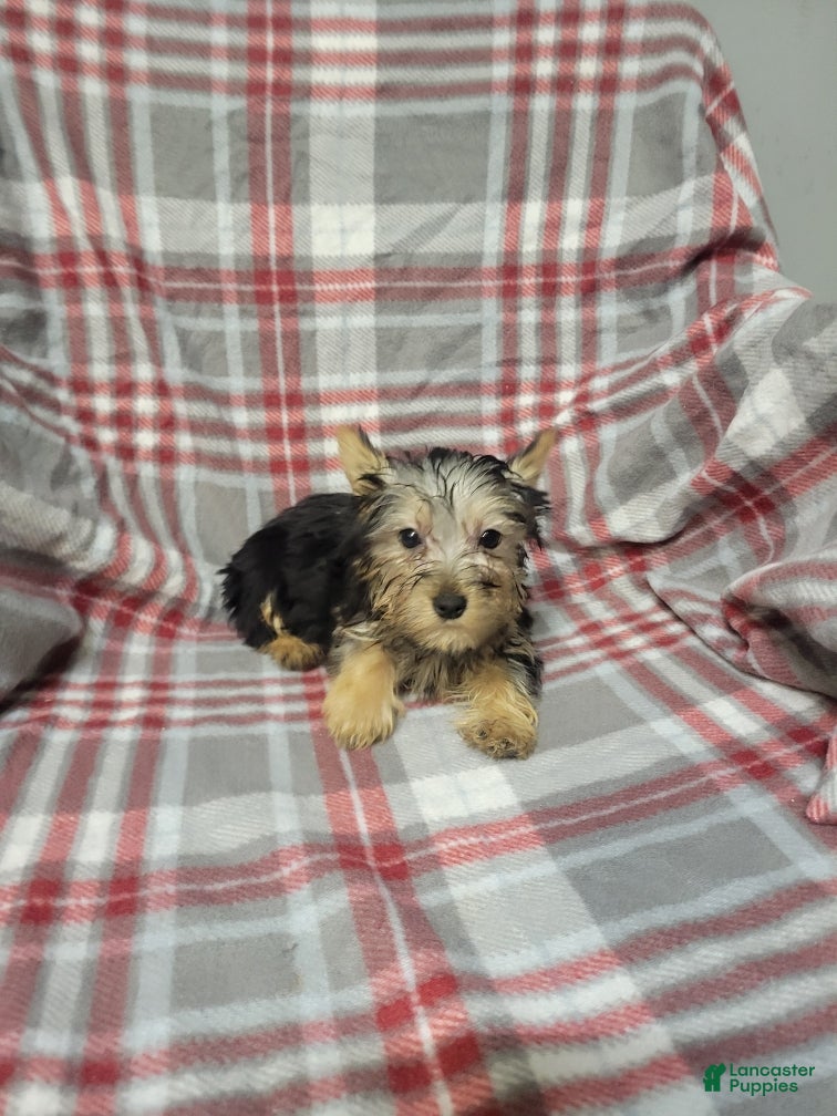 Silky Terrier dogs Bentley - Ad 1
