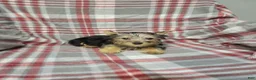 Silky Terrier dogs for sale: Bentley - Ad 1