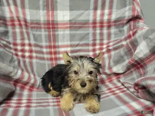 Silky Terrier dogs for sale: Bentley - Ad 2