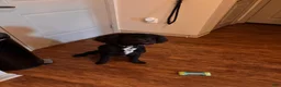 Mini Goldendoodle dogs for sale: Mini Goldendoodle Puppy 1 - Ad 5