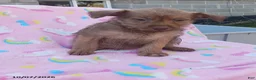 Mixed Breed dogs for sale: Prince - Ad 1