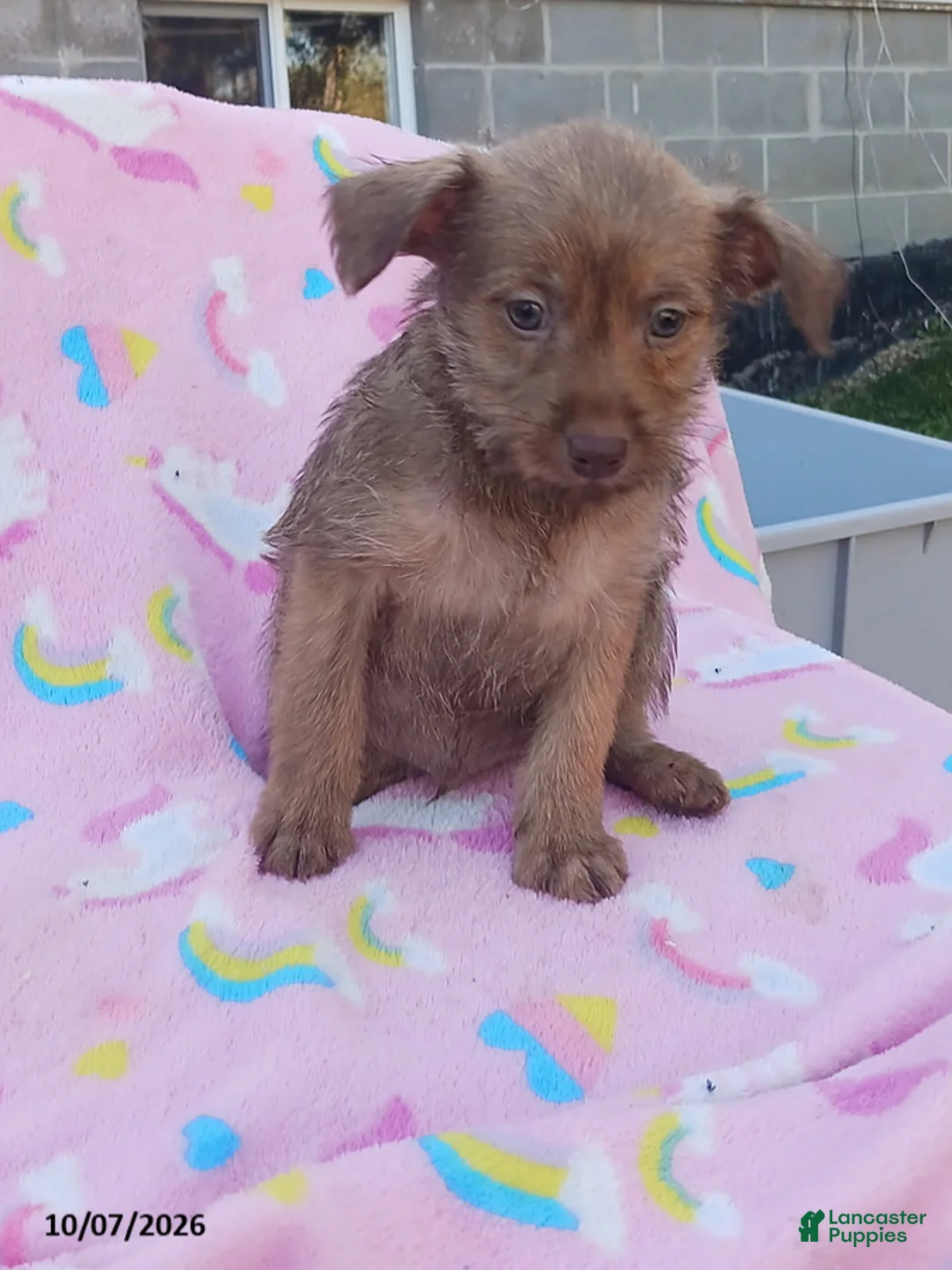 Mixed Breed dogs for sale: Prince - Ad 1