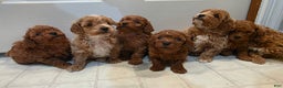 Maltipoo dogs for sale: Maltipoo Puppy 5 - Ad 6