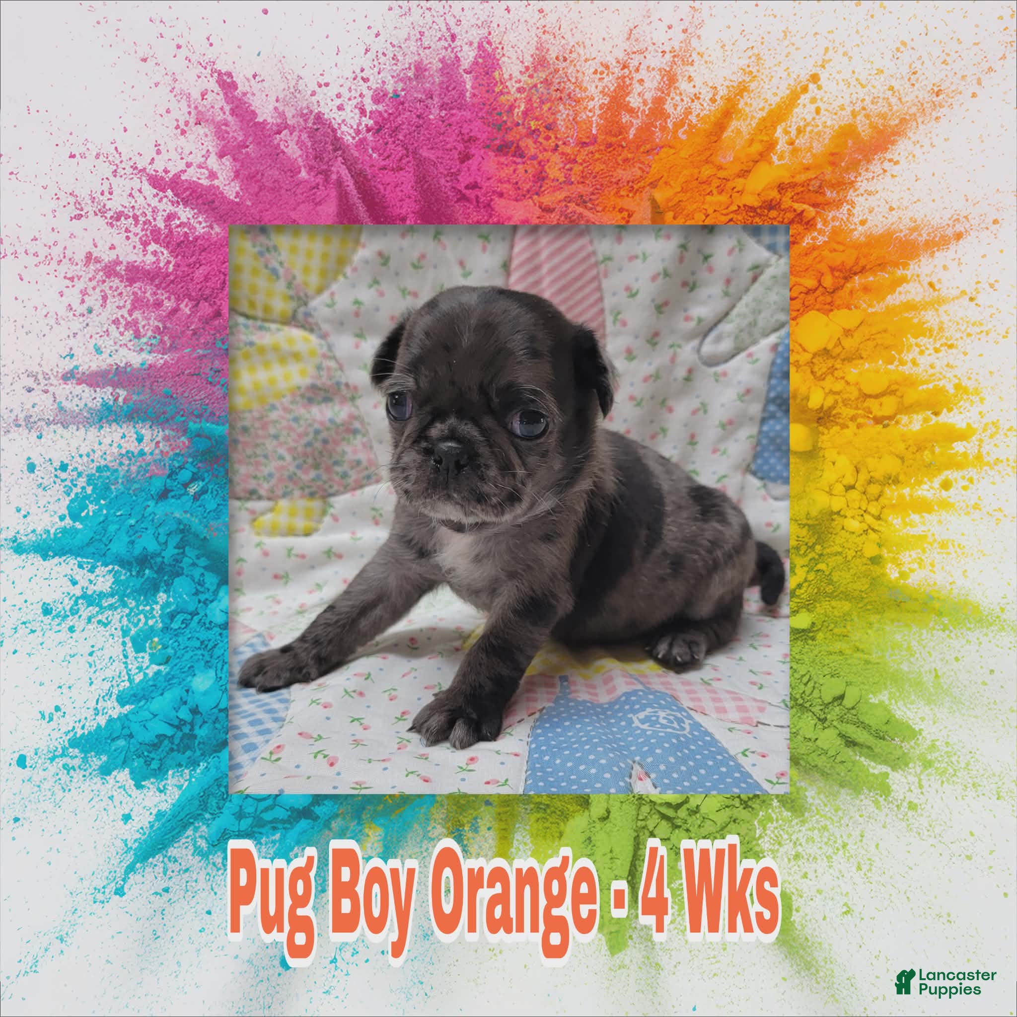 Pug dogs Pug Puppy Boy Orange - Ad 29