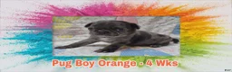 Pug dogs for sale: Pug Puppy Boy Orange - Ad 4