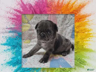 Pug dogs Pug Puppy Boy Orange - Ad 29