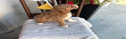 Goldendoodle dogs for sale: Coco - Ad 8