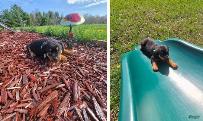 Rottweiler dogs Sugar - Ad 19