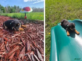 Rottweiler dogs Sugar - Ad 19