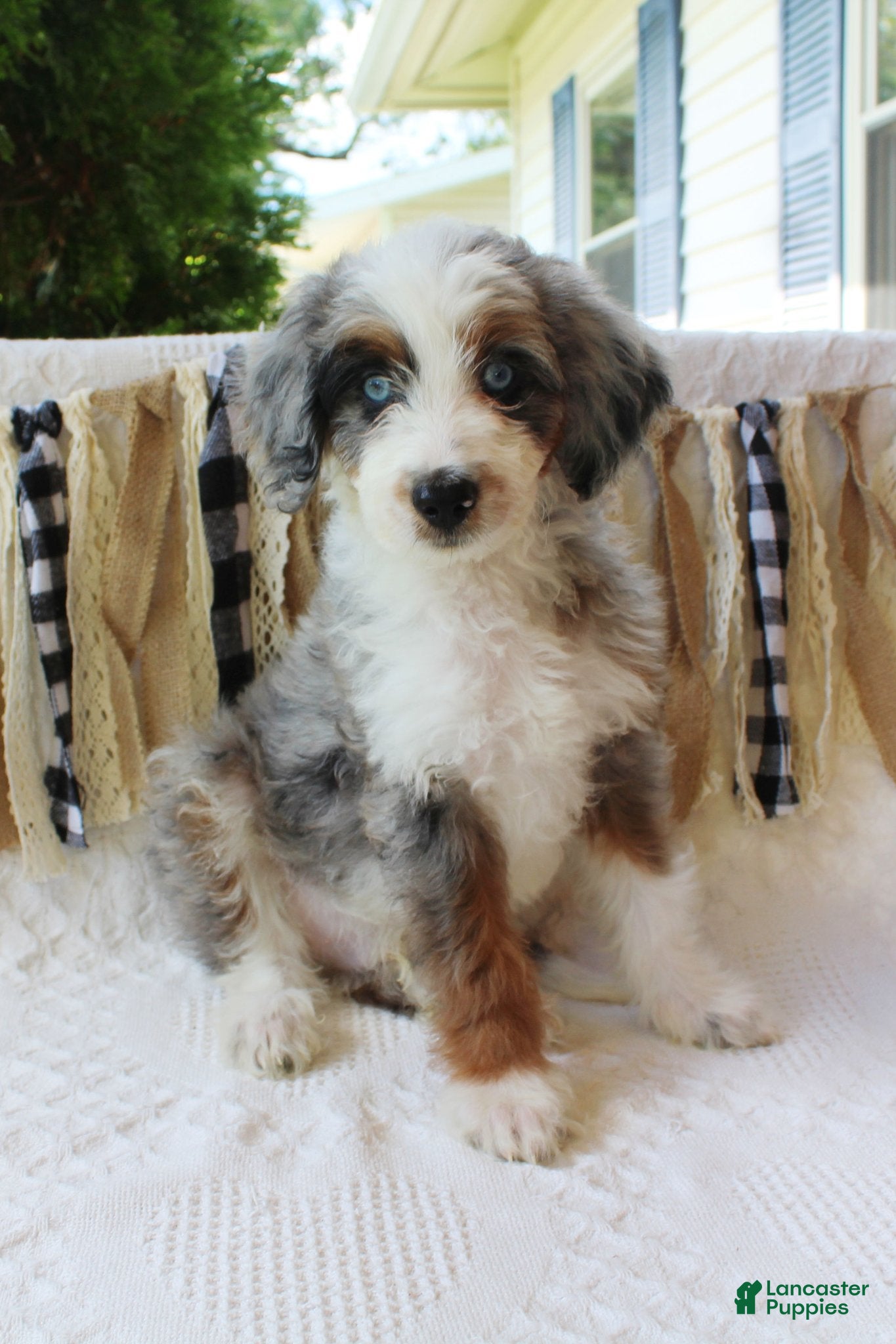 Aussiedoodle dogs Aussiedoodle 1 - Ad 23
