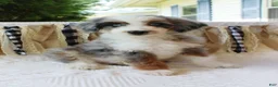 Aussiedoodle dogs for sale: Aussiedoodle 1 - Ad 1