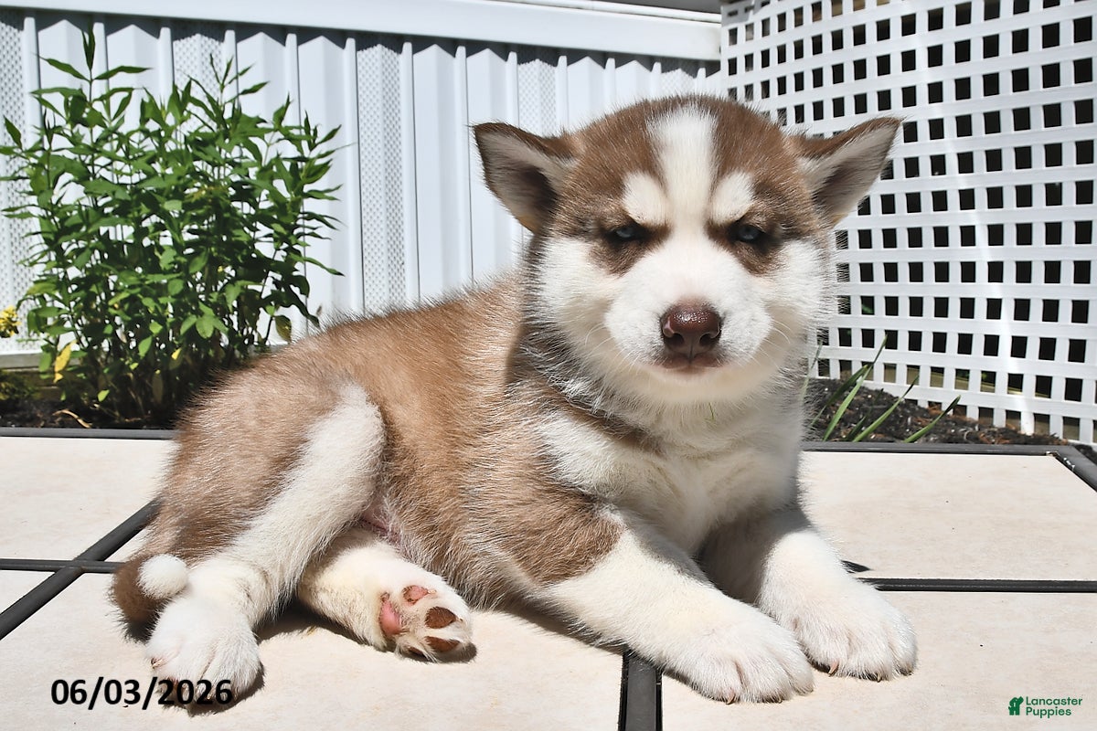 Siberian Husky dogs for sale: Cooper - Ad 3