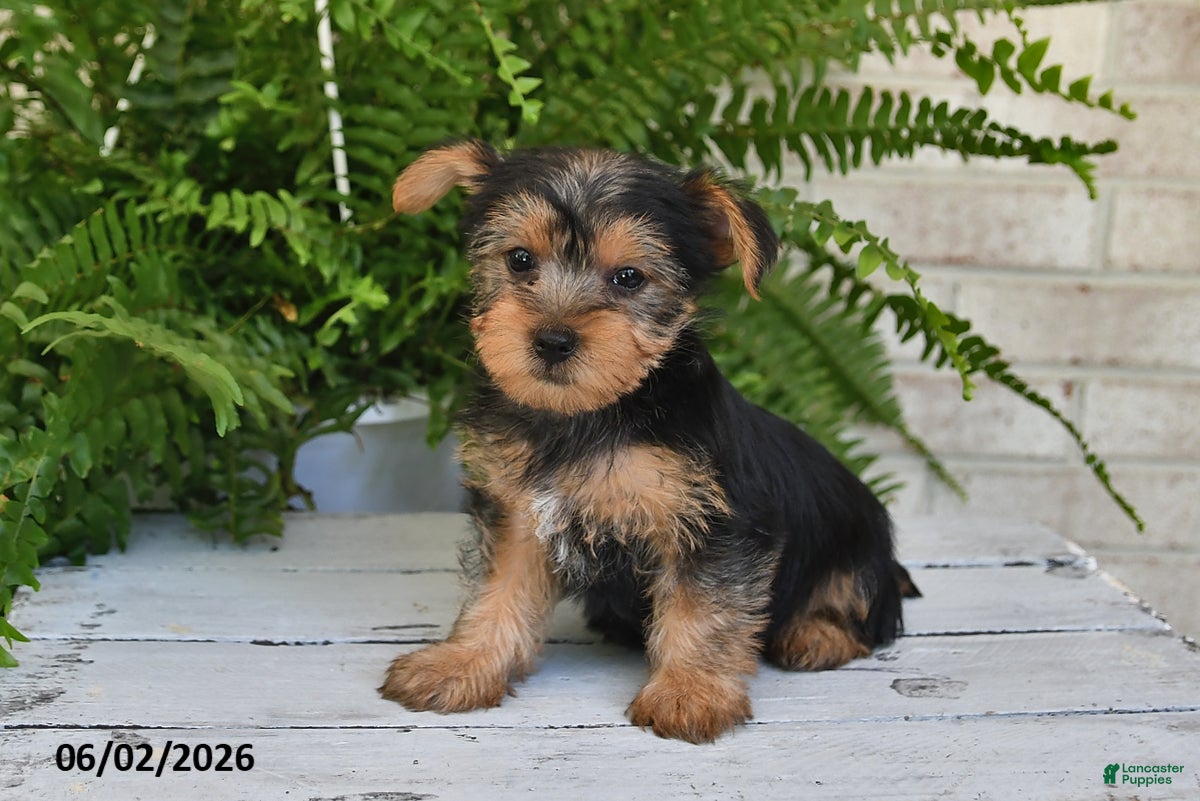 Yorkshire Terrier dogs Tinker - Ad 1