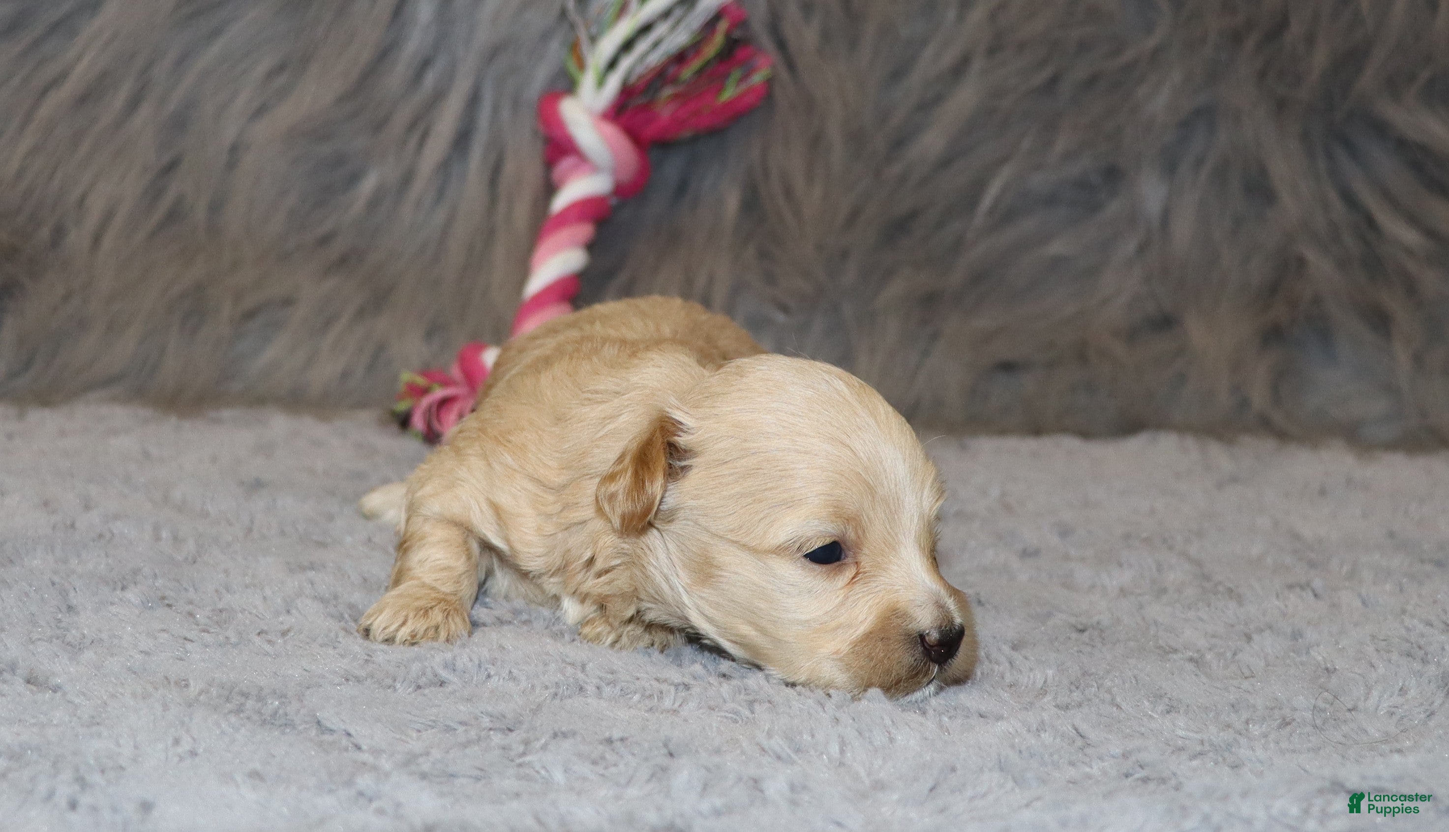 Havapoo dogs Pearl 🌷 Toy/Miniature - Ad 1