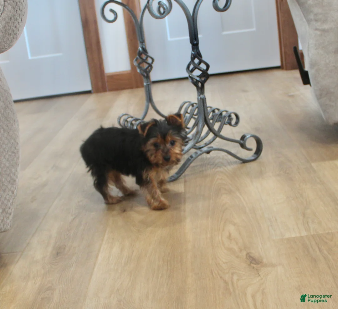 Yorkshire Terrier dogs for sale: Peaches - Ad 9