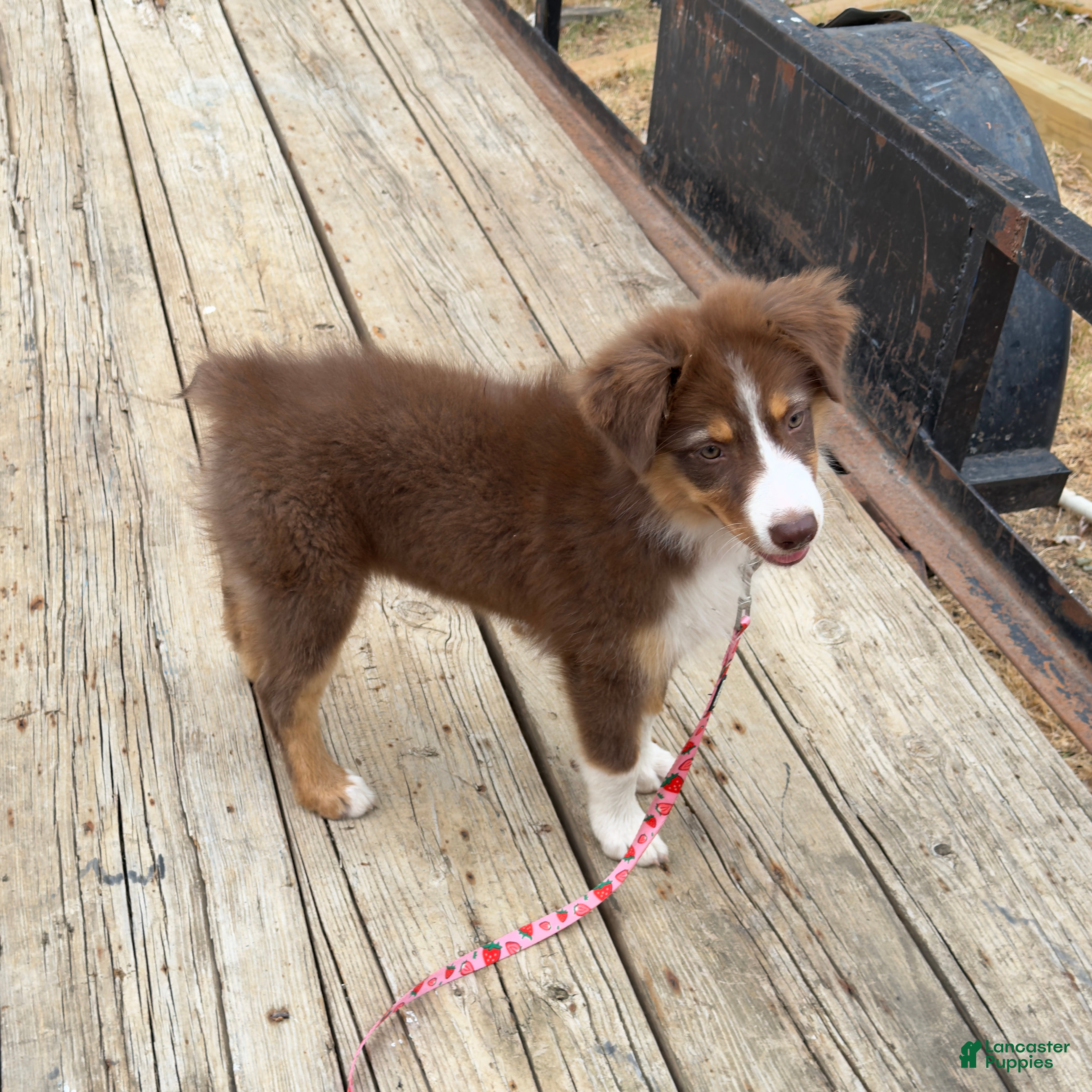 Australian Shepherd dogs Moth - Ad 19