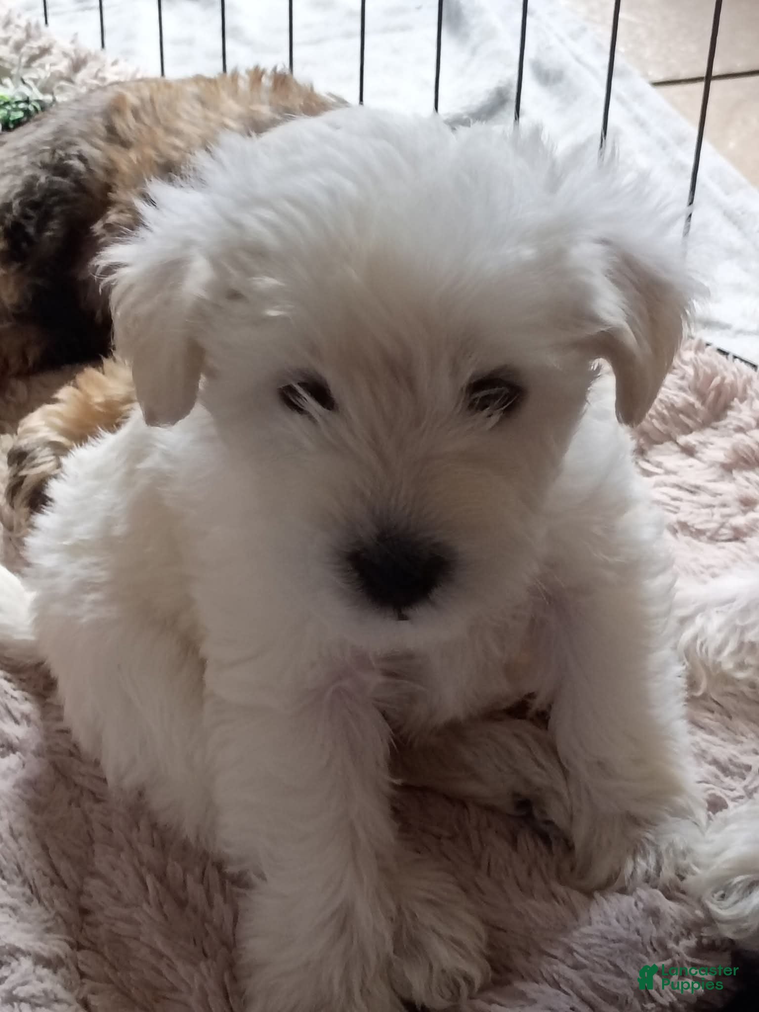 Schnoodle dogs Franky - Ad 3