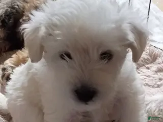 Schnoodle dogs Franky - Ad 3