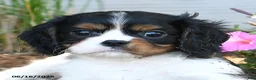 Cavalier King Charles Spaniel dogs for sale: Bennet - Ad 4