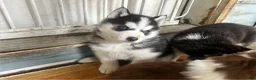 Alaskan Husky dogs for sale: Thor - Ad 2