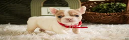French Bulldog dogs for sale: Romeo - Ad 9
