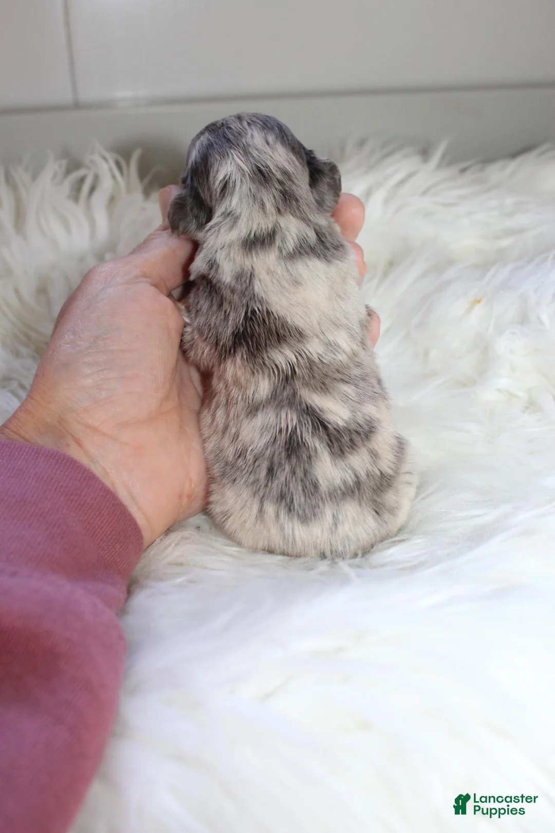 French Bulldog dogs for sale: AKC Lily - Ad 5