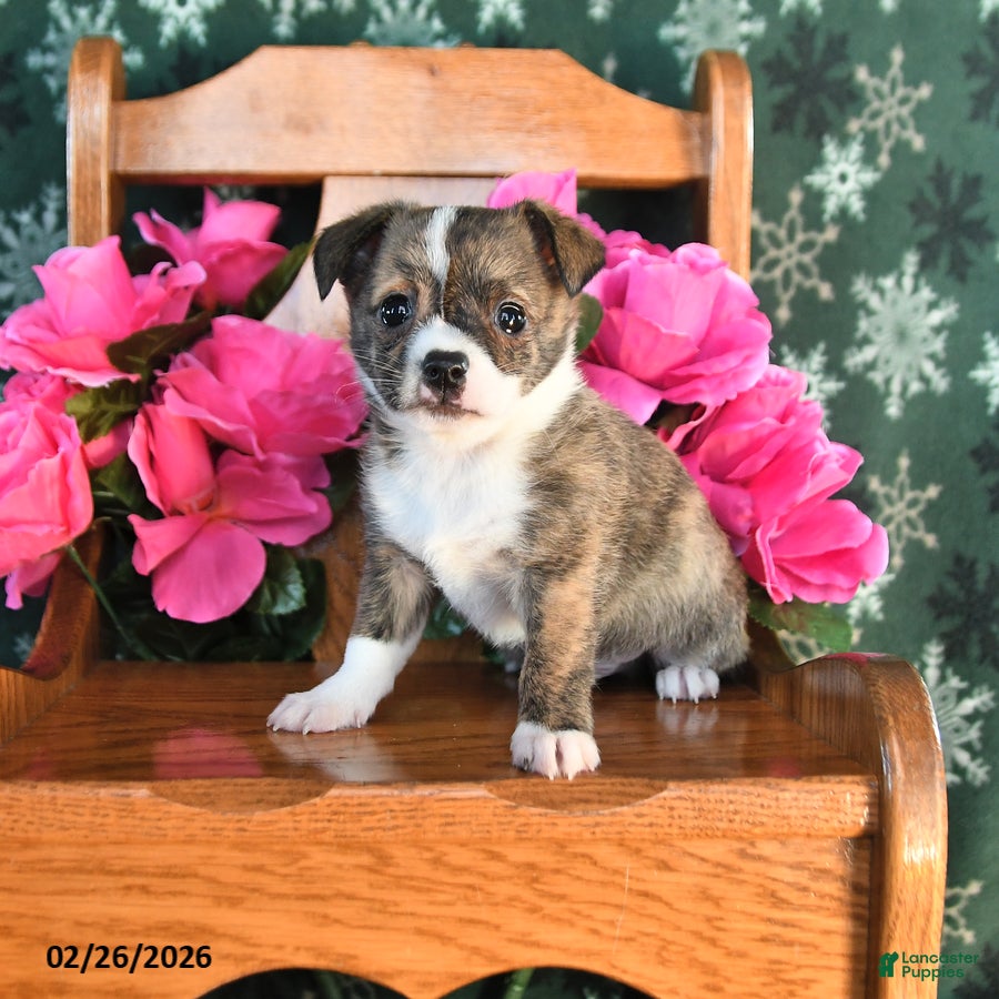 Chihuahua dogs Prince        - Ad 1