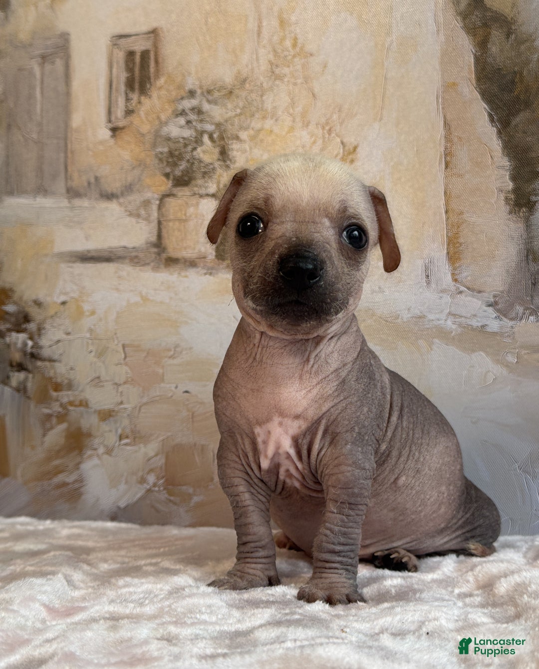 Mixed Breed dogs for sale: Ramstein  - Ad 19