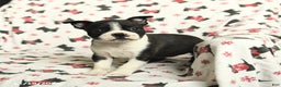 Boston Terrier dogs for sale: Jordan - Ad 2