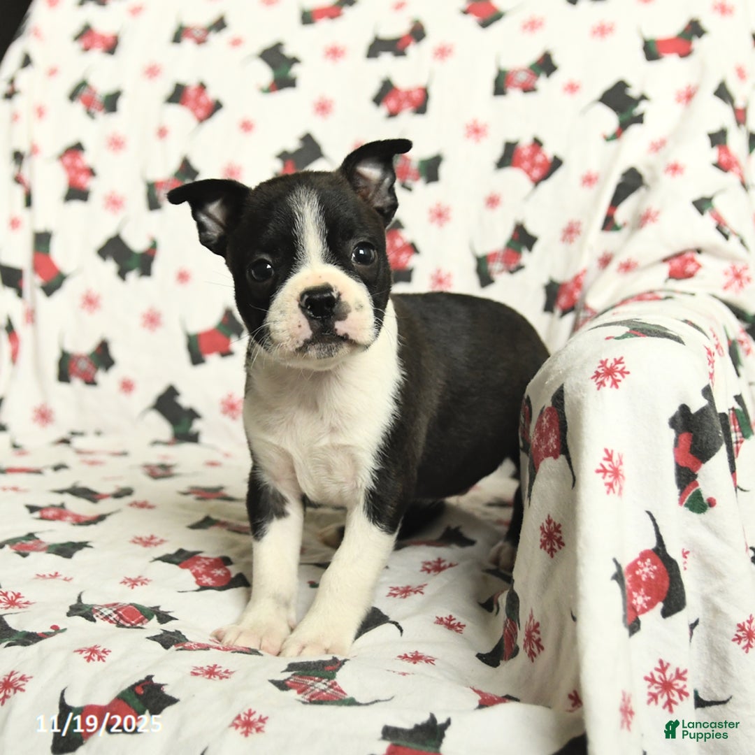 Boston Terrier dogs for sale: Jordan - Ad 2