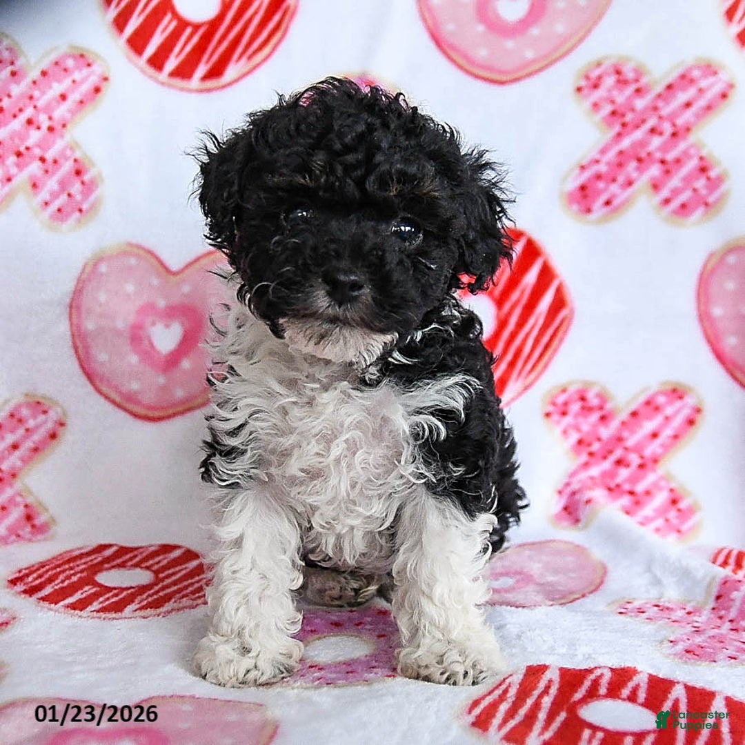Toy Poodle dogs for sale: Twix - Ad 3