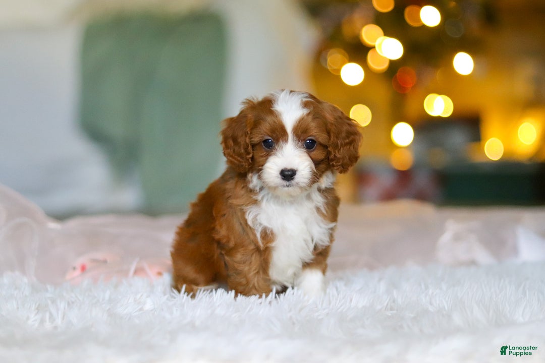 Cavapoo dogs for sale: Holly - Ad 4