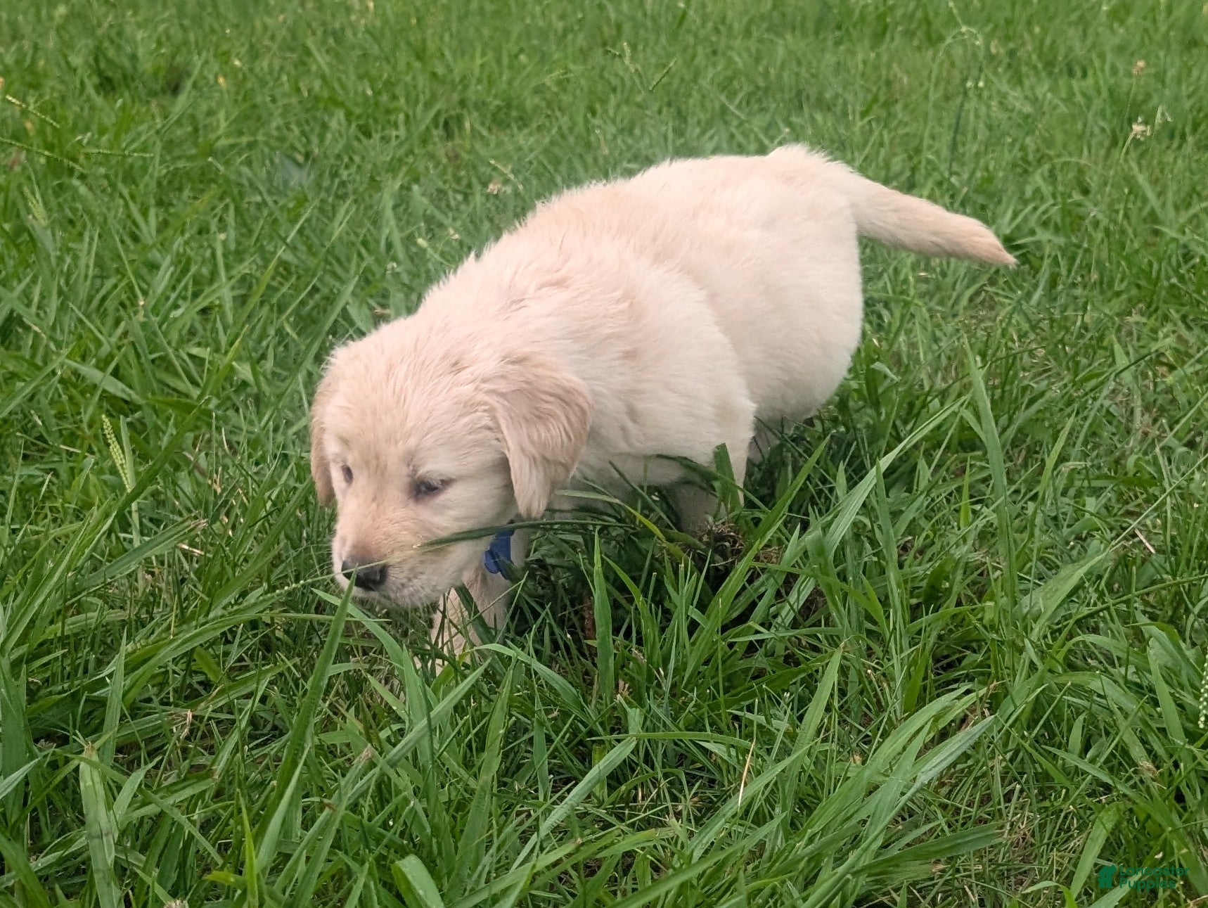 Golden Retriever dogs Teddy - Ad 2
