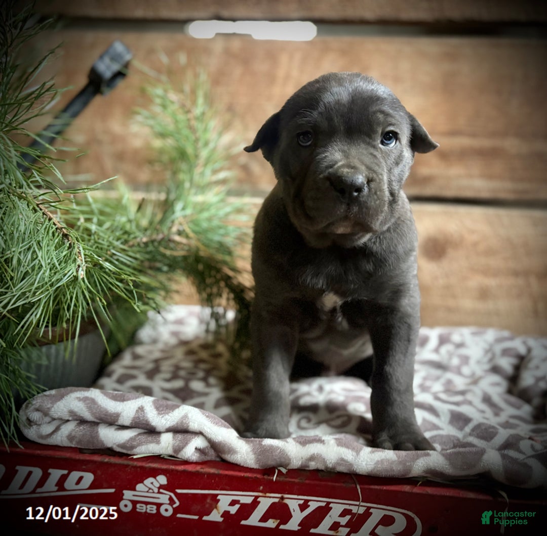 Cane Corso dogs for sale: Roscoe - Ad 3