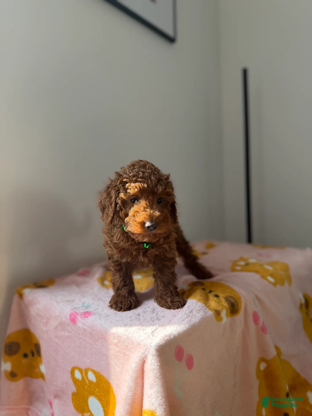 Toy Poodle dogs for sale: Heather - Ad 5