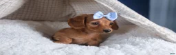 Dachshund dogs for sale: Quenton - Ad 4