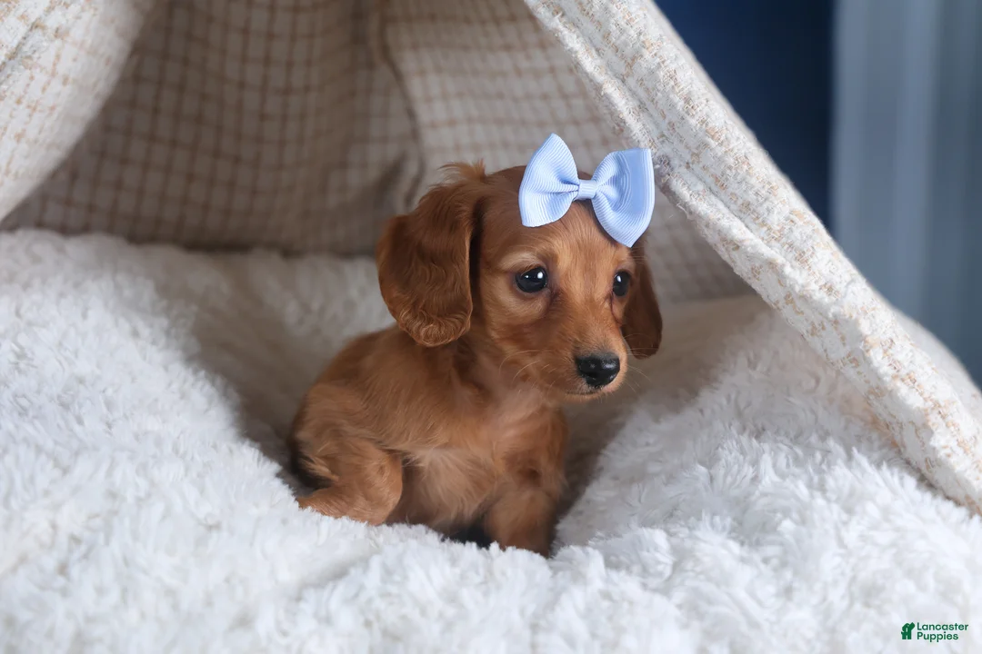 Dachshund dogs for sale: Quenton - Ad 4