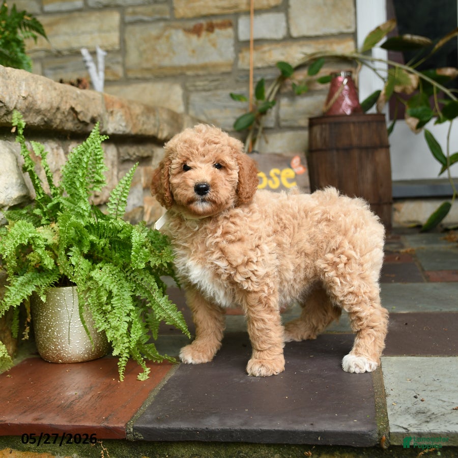 Mini Goldendoodle dogs for sale: Sugar - Ad 3