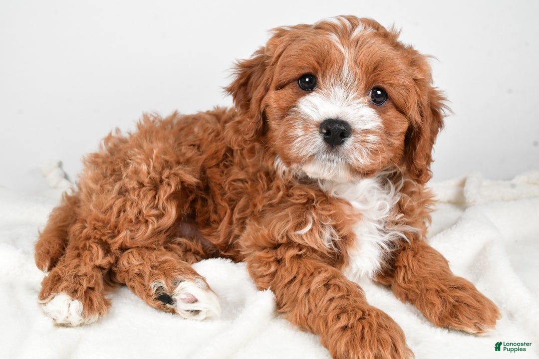 Cavapoo dogs for sale: Hazel - Ad 5