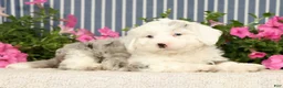 Mini Bernedoodle dogs for sale: Jasper - Ad 3