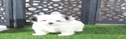 Teddy Bear dogs for sale: Grace Pretty Female Teddy Bear Puppy - Ad 4