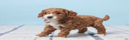 Mini Goldendoodle dogs for sale: Teddy - Ad 4